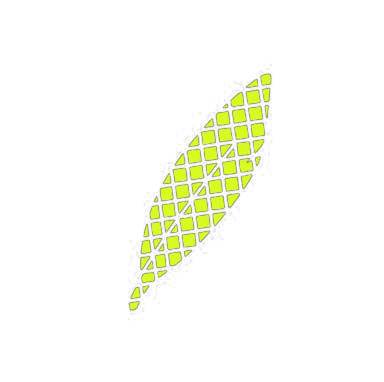 calamus